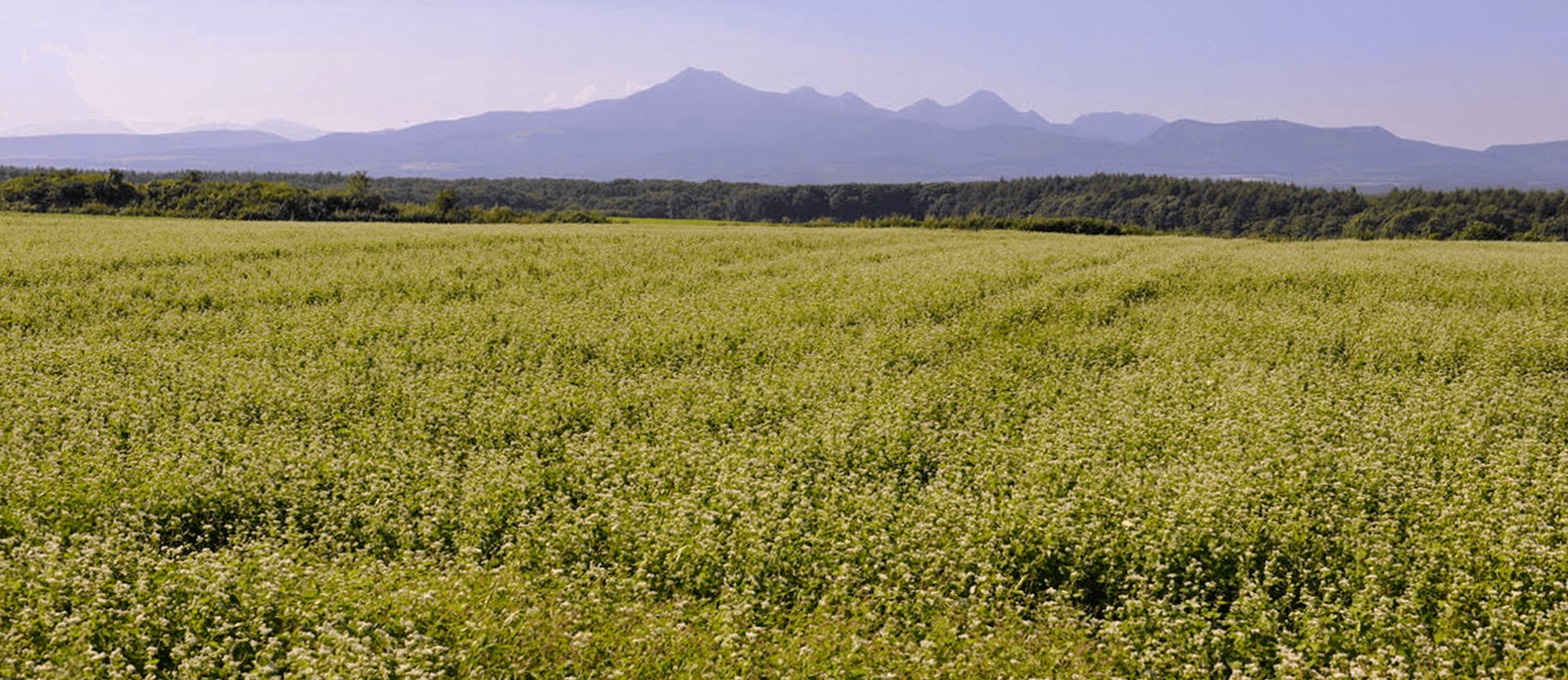 北海道の広大なそば畑
